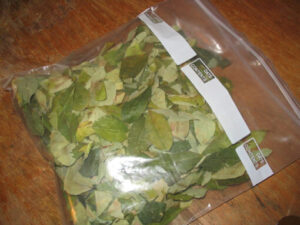 Feuilles de Coca